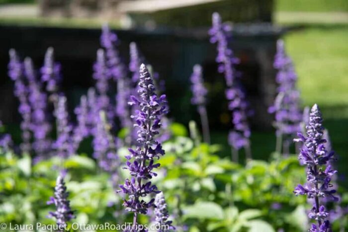 beechwood-purple-flowers-paquet-8035 - Ottawa Road Trips tall purple flowers