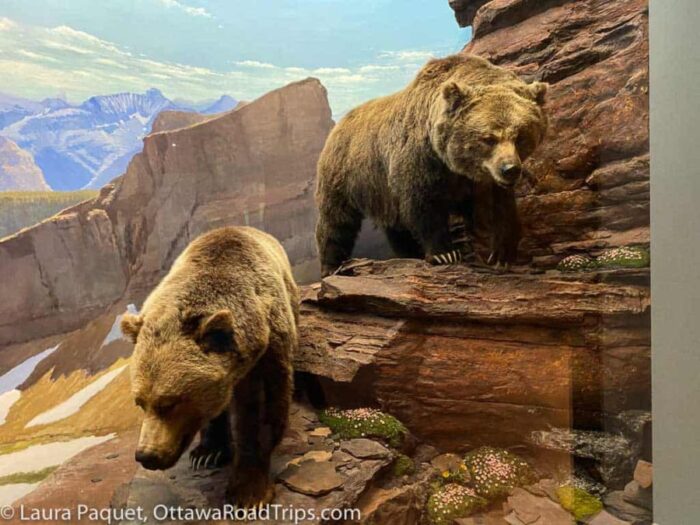 two stuffed grizzly bears in a diorama