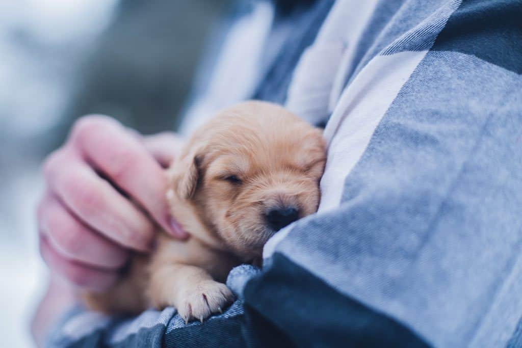 Light brown puppy cuddled against someone wearing a blue shirt.