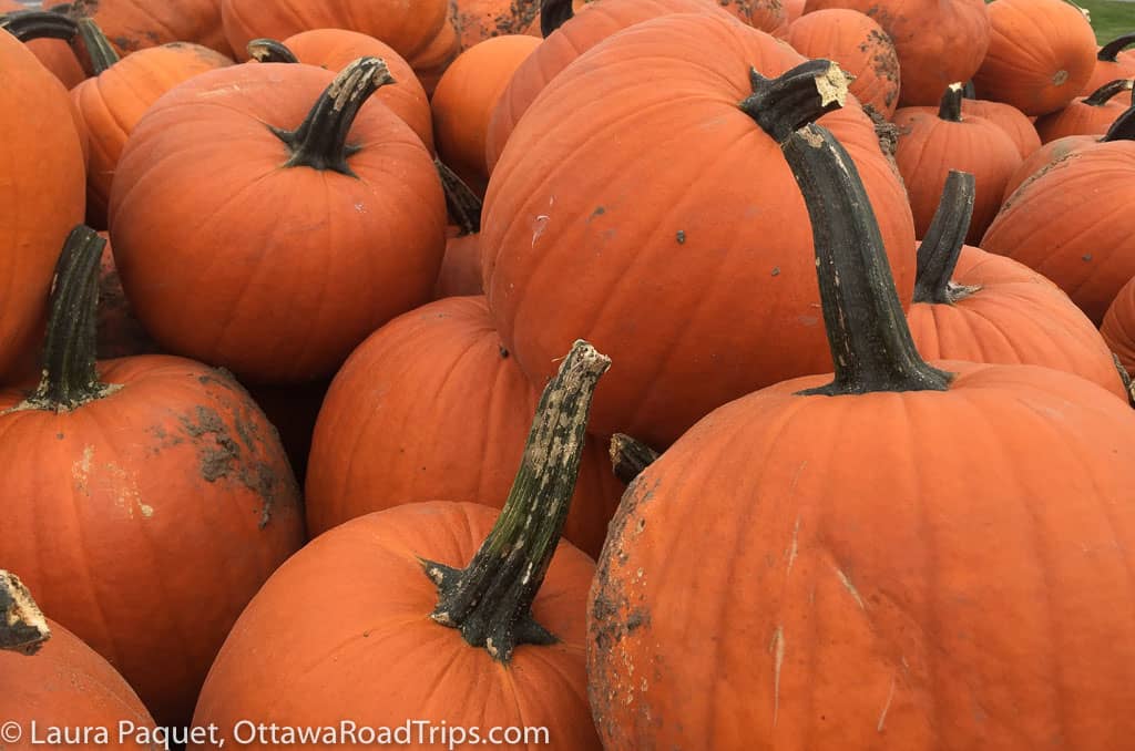 closeup of a pile of pumpkins