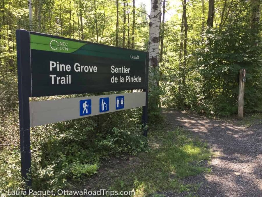 large sign reading pine grove trail next to trail lined with birch trees