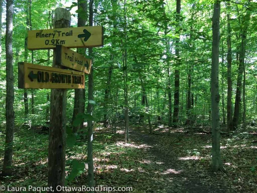 wooden signposts pointing to different dirt trails through a deep forest with green-leaved deciduous trees