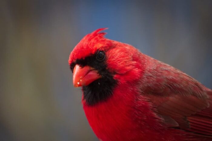 closeup of a male cardinal looking at the camera