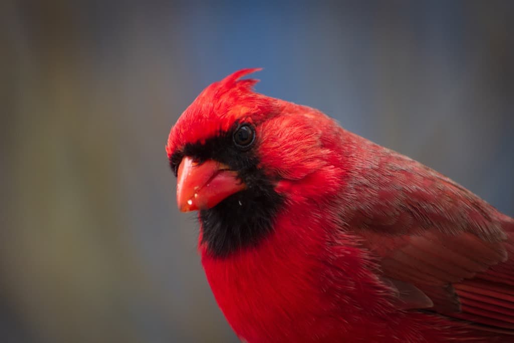 closeup of a male northern cardinal, looking at the camera.
