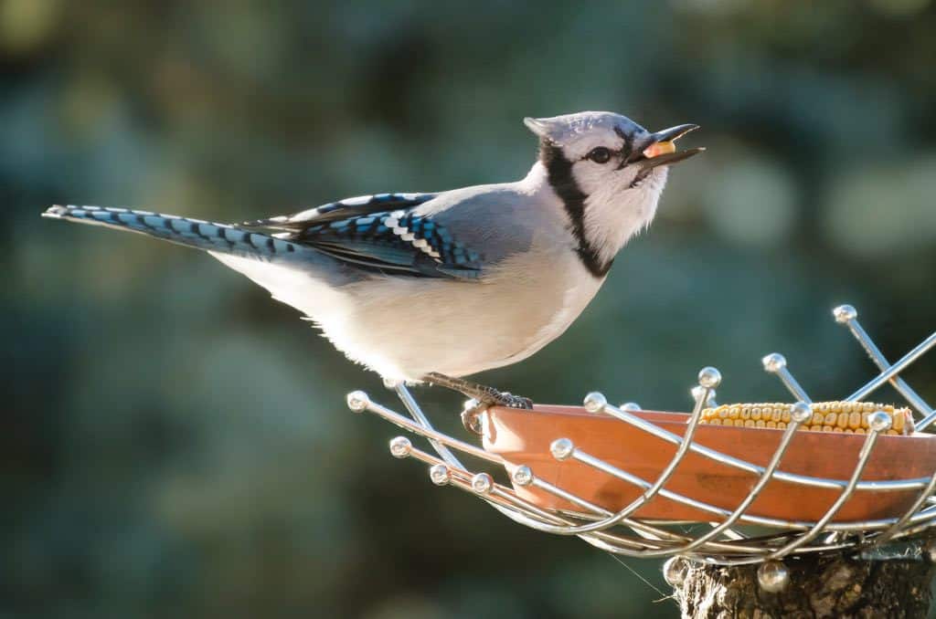 A blue jay eating corn out of a terra cotta and silver bowl on a stump.