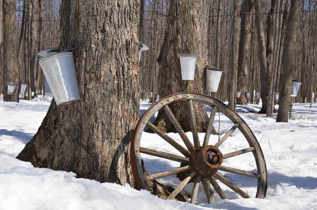 pails on maple trees with wagon wheel in foreground