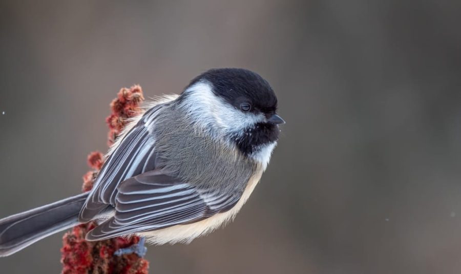 closeup of a black-capped chickadee on a sumac branch