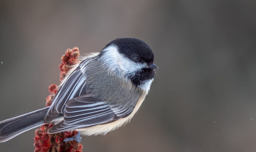 Closeup of a chickadee on a stalk of sumac.