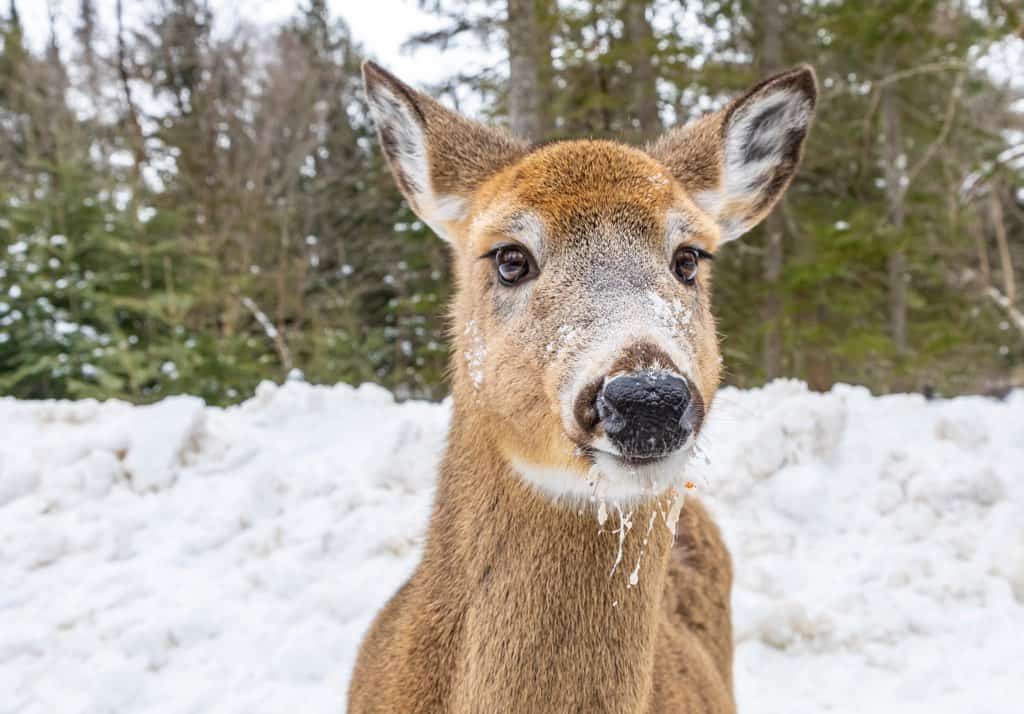 closeup of white-tailed deer against background of snow and coniferous trees at Parc Omega in Montebello, Quebec