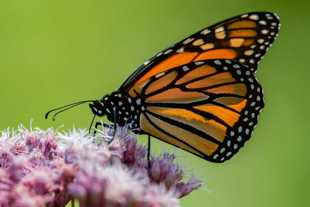 Closeup of a monarch butterfly on a pink flower with a green background