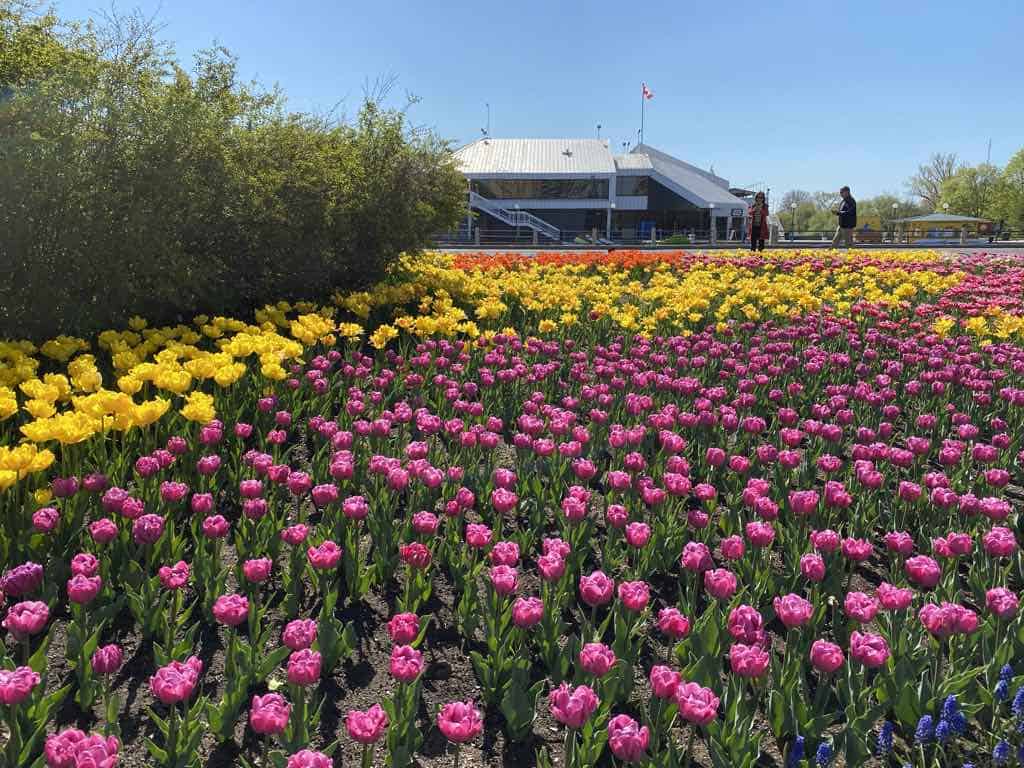 pink, yellow and red tulips in front of the dows lake pavilion during the canadian tulip festival in ottwa