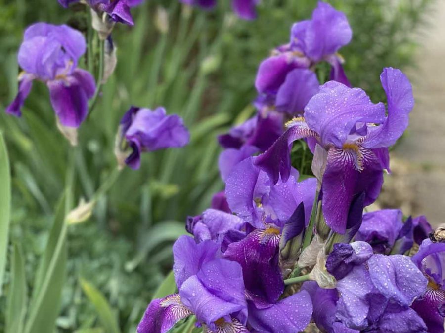 purple irises against a green background