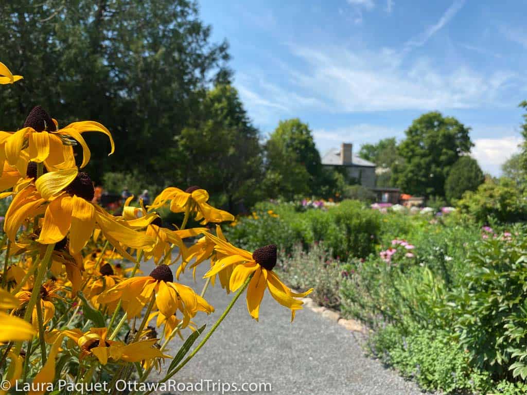 yellow flowers in foreground and gravel path in background at maplelawn garden, an ottawa garden with heritage status