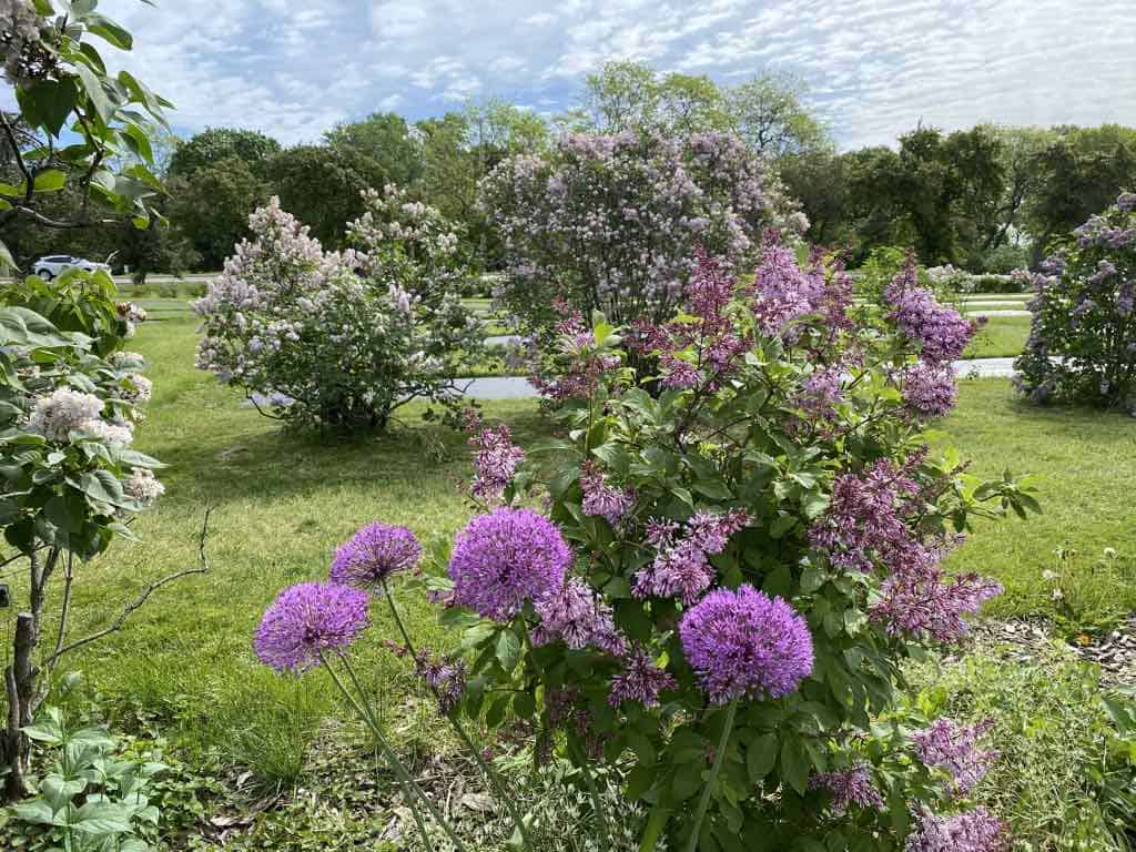 shrub with purple flowers with flowering trees in background at the Ornamental Gardens at the Central Experimental Farm in Ottawa