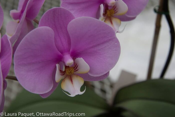 closeup of a purple and white orchid blossom
