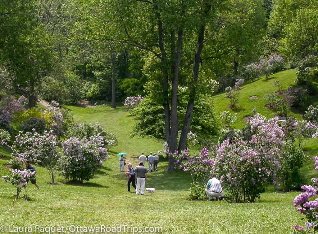 people walking on lawns between large lilac shrubs and trees at the royal botanical gardens