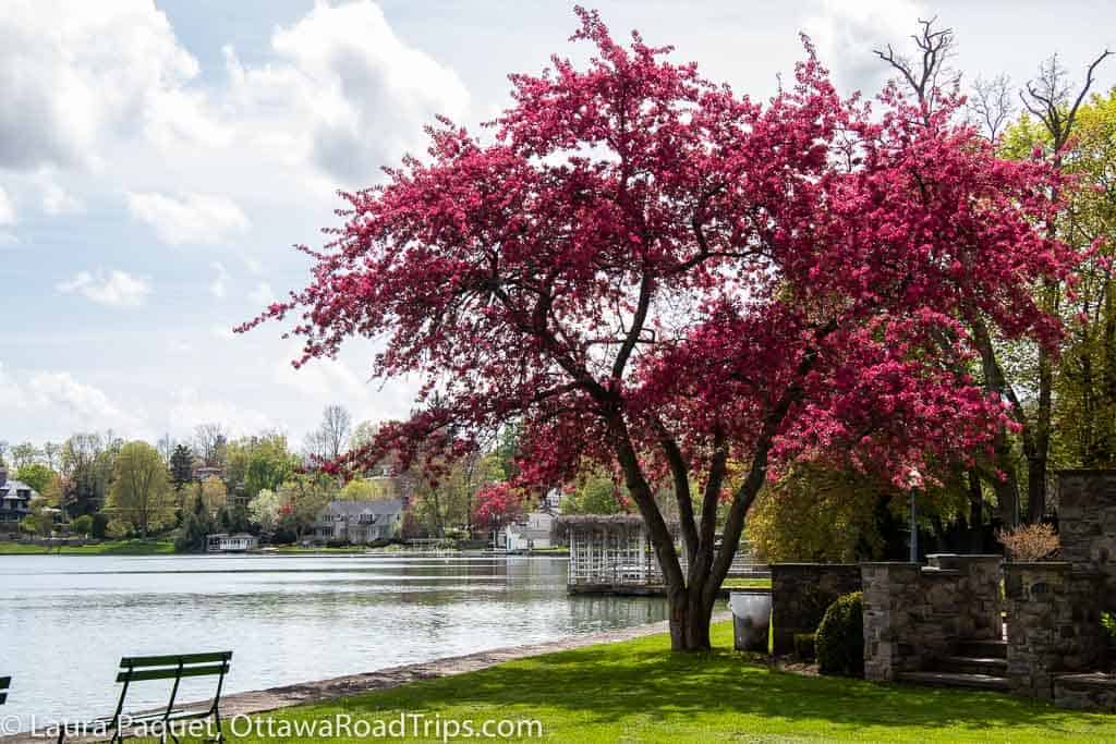 tree with pink flowers beside a lake in skateateles, new york