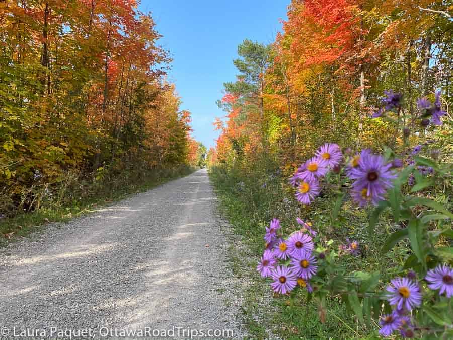 gravel trail bordered by purple flowers and trees with orange and yellow fall leaves.