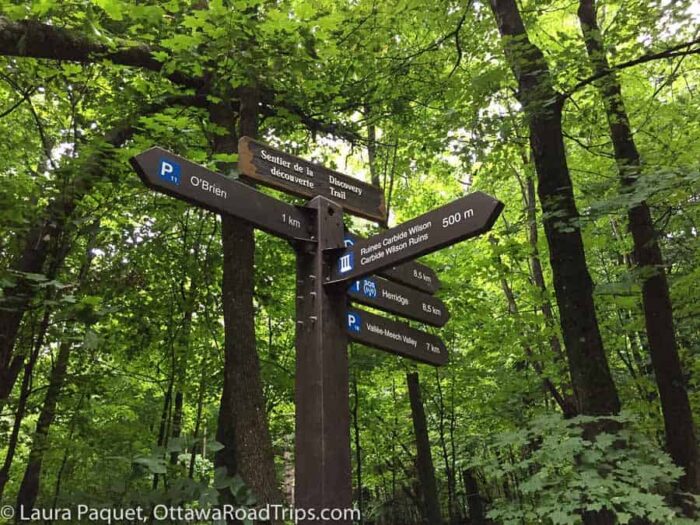 Wooden trail signposts surrounded by tall trees on Trail 36 in Gatineau Park.