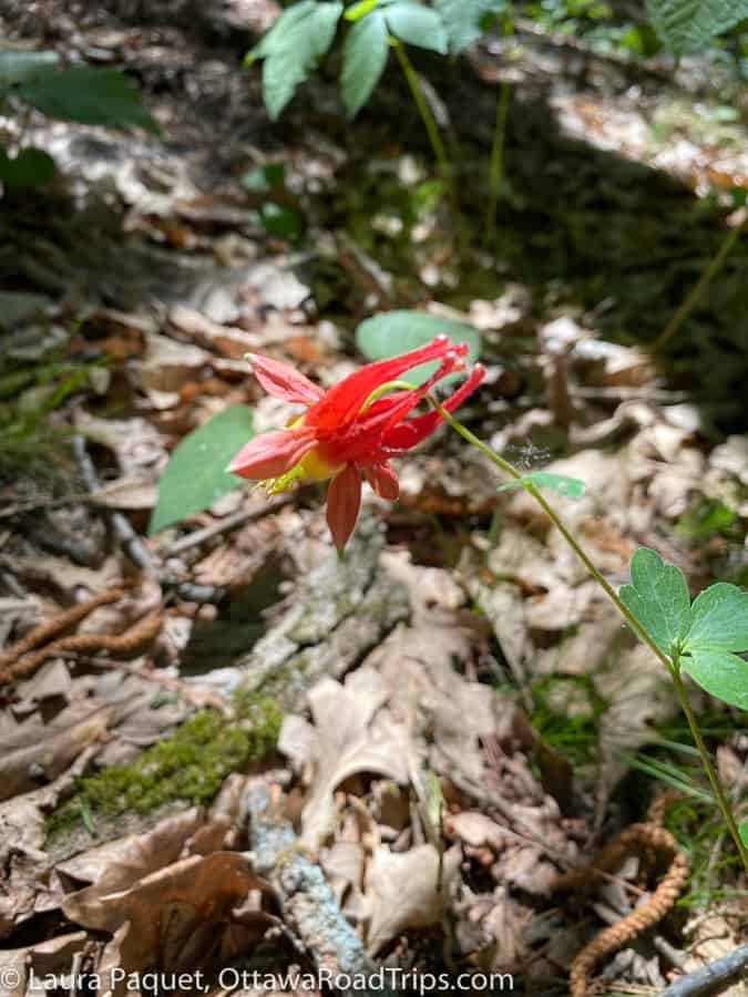 small red wildflower with yellow centre, against a backdrop of dead brown leaves.