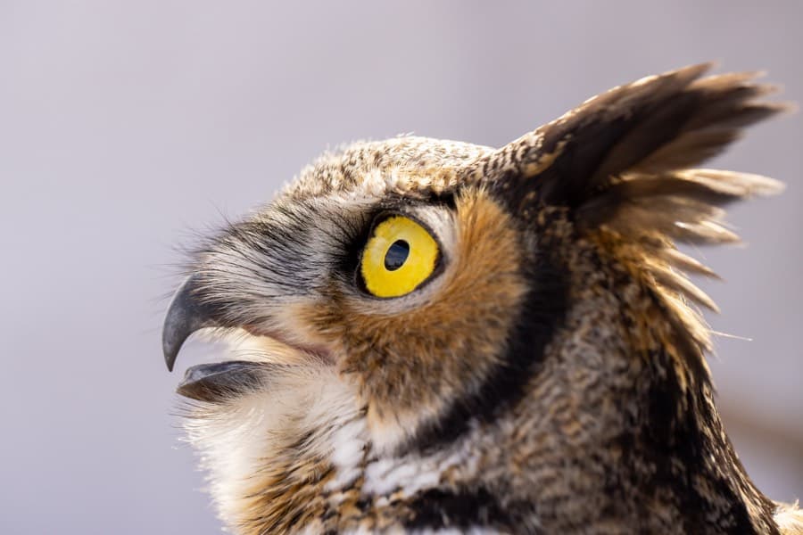 owl tours ottawa