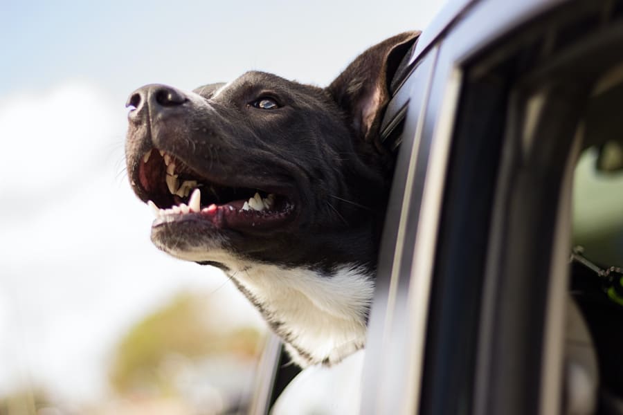 black and white dog with his head sticking out of a car window