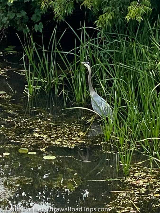 heron standing in a creek among lily pads and tall grasses in cornwall