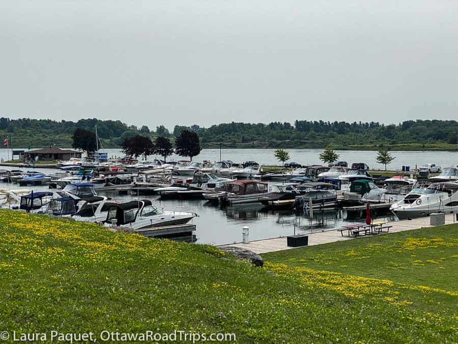 recreational boats moored along docks with green grass and yellow flowers in foreground at marina 200 in cornwall, ontario