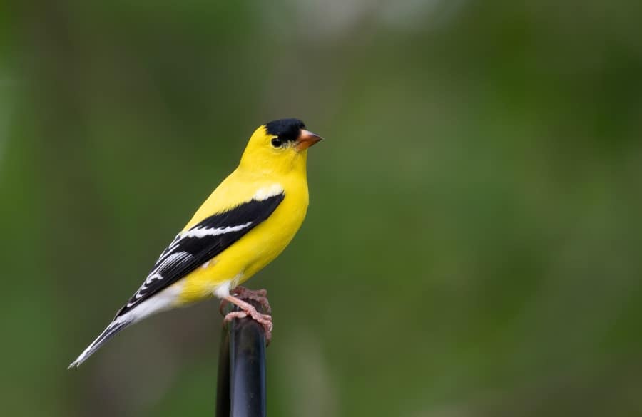 yellow, black and white goldfinch perched on a black metal rail with blurred background