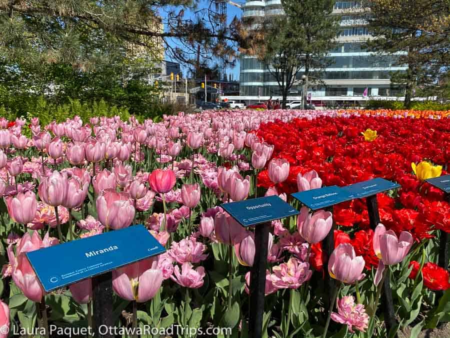 pink and red tulips with small plaques describing what variety they are