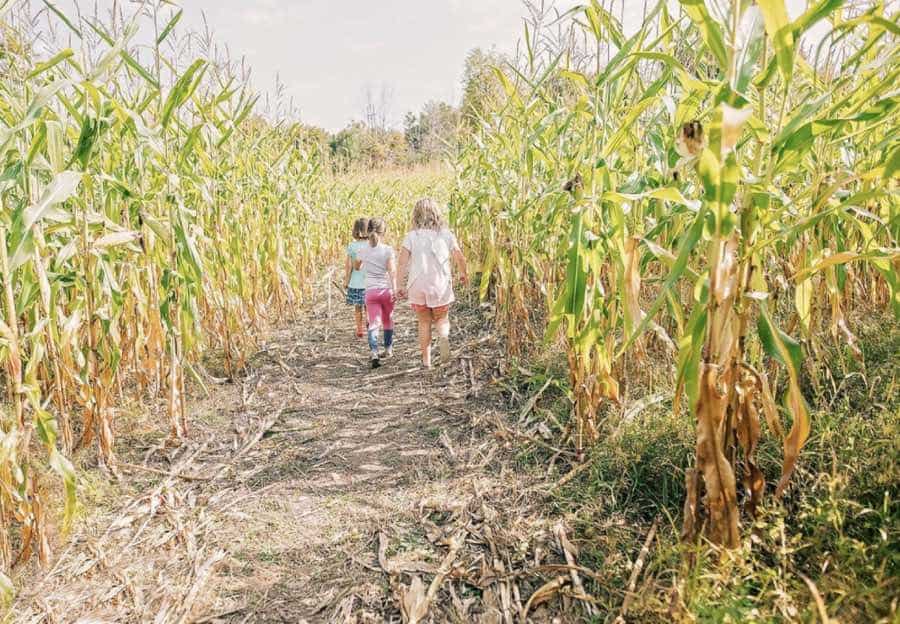 Three small children in shorts walking through a corn maze at the Log Farm in Ottawa, photographed from the back.