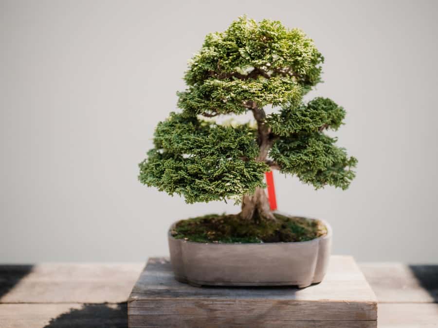 bonsai tree in an oblong grey dish on a marble riser on a wooden table