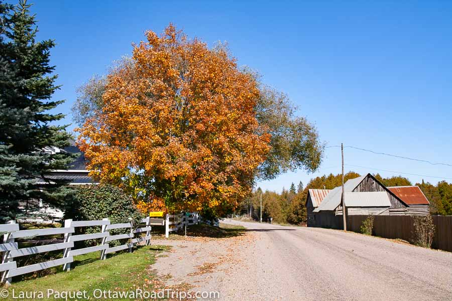 fall colours in ontario on a tree beside a white picket fence on a country road