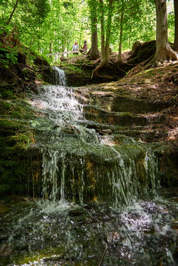 small waterfall cascading down a hill ridged with tree roots.