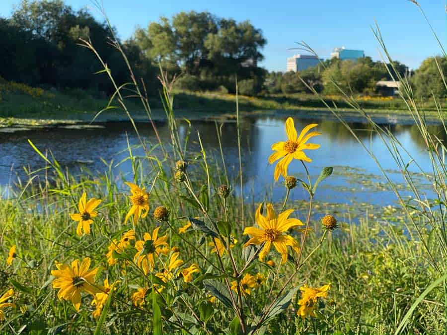 yellow wildflowers in foreground with blurred pond and buildings in background.