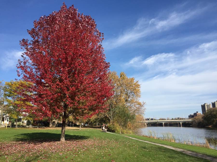 large maple tree with red leaves in a park, with river and a large white bridge to the right.