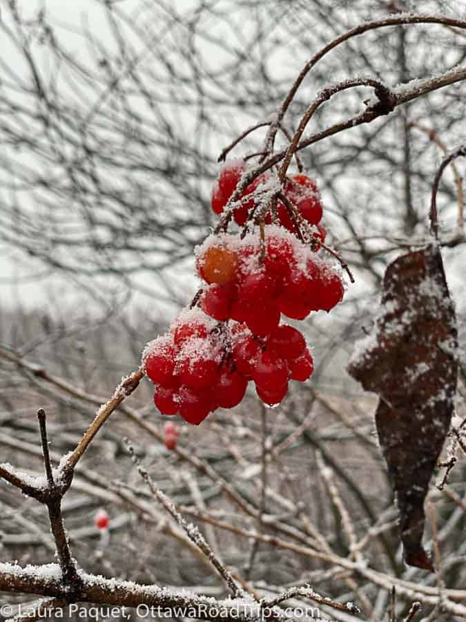 red berries and bare brown branches dusted with snow at the mac johnson wildlife area in brockville, ontario.