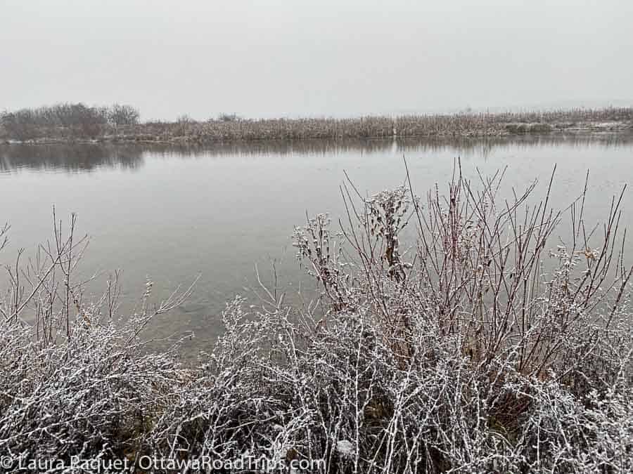 pond with open water, surrounded by snow-dusted shrubs, with a grey sky overhead is a nice stop on a winter hike near ottawa