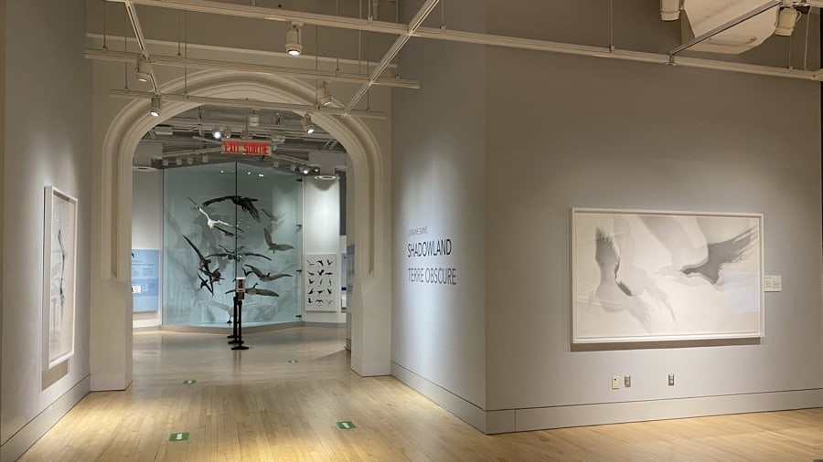 large pencil drawings on grey wall with arched doorway to gallery of bird specimens