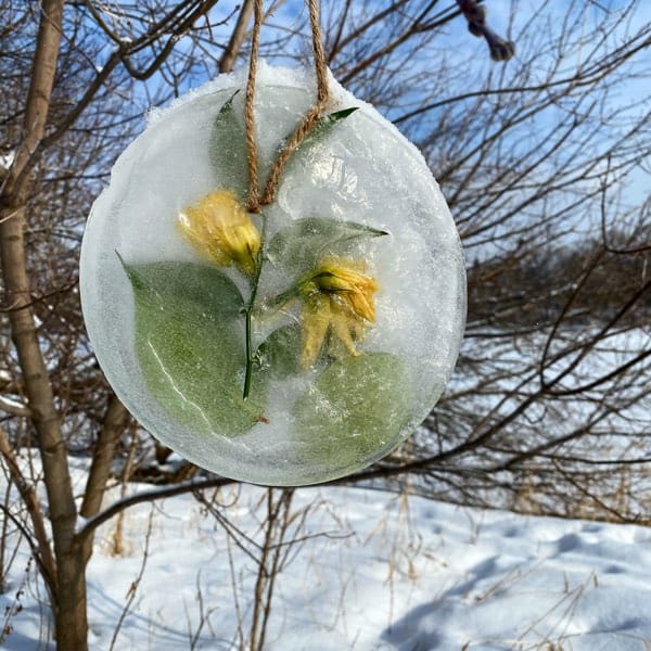 yellow flower embedded in a large circle of ice and suspended from a tree in windsor park, old ottawa south