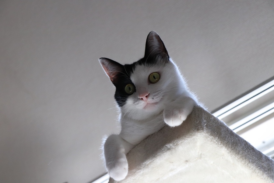 black and white cat looking down from a carpeted platform