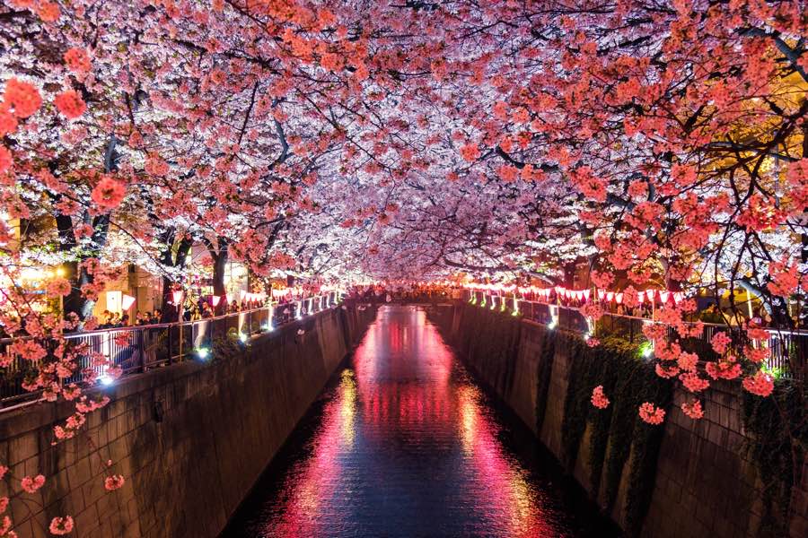 cherry trees in bloom lining a narrow river between concrete embankments, at night