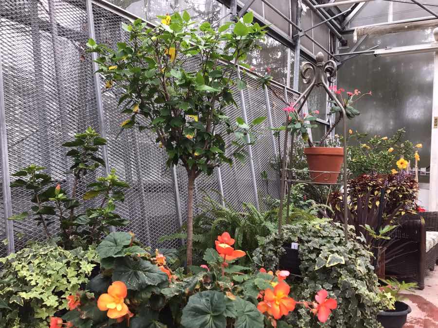 Hibiscus and other tropical flowers and small trees against a chain-link fence inside a greenhouse.