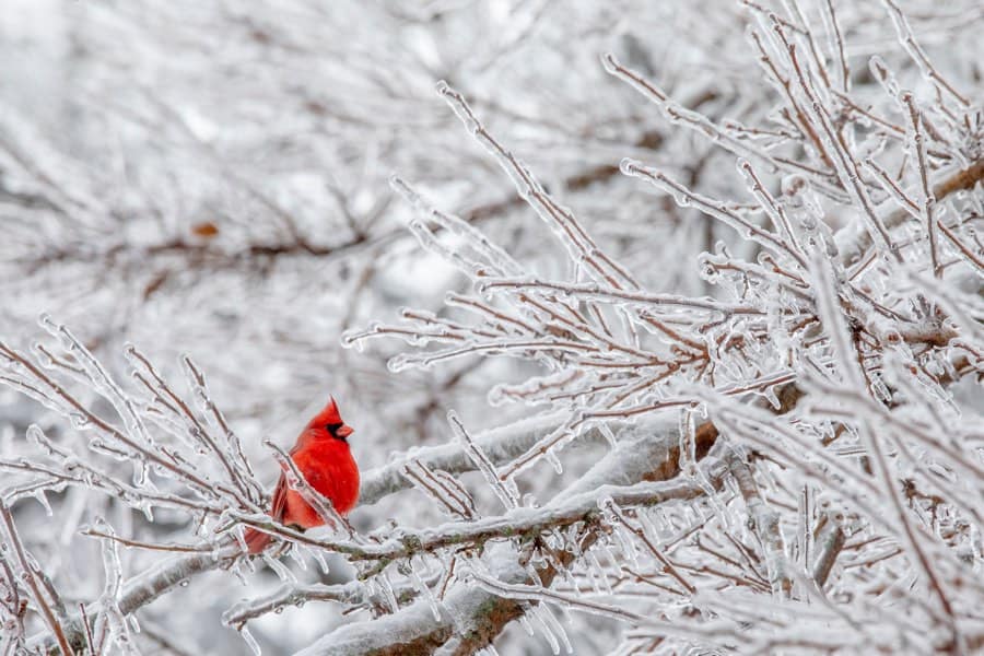 Red male cardinal on a branch of a tree coated in ice.