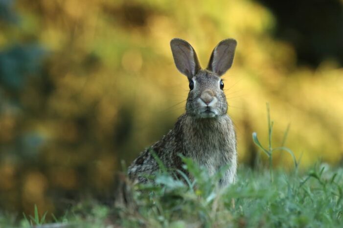 brown rabbit looking startled outside with blurred background
