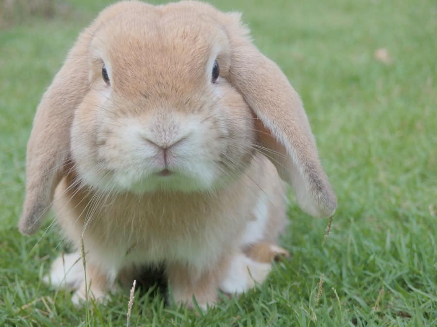 Very cute brown-and-white bunny with floppy ears, sitting on a lawn.