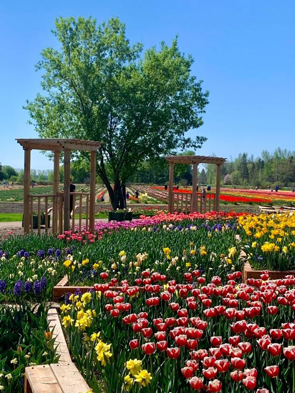 fields of red and pink tulips, daffodils, and other spring flowers, with a tree and wooden shelters in the background.