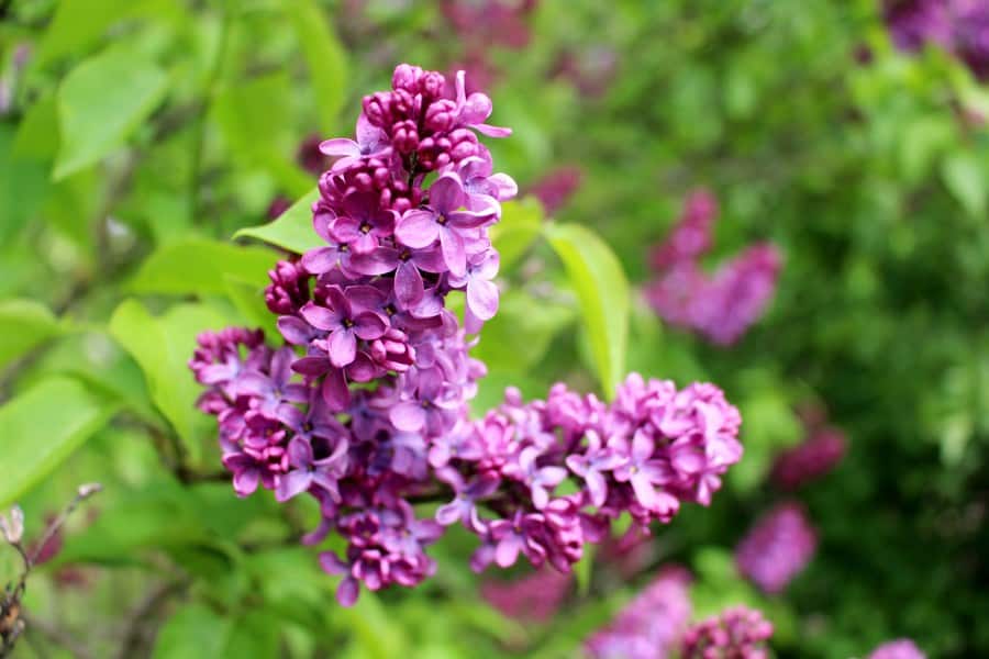 pink-purple lilacs against a blurred green background