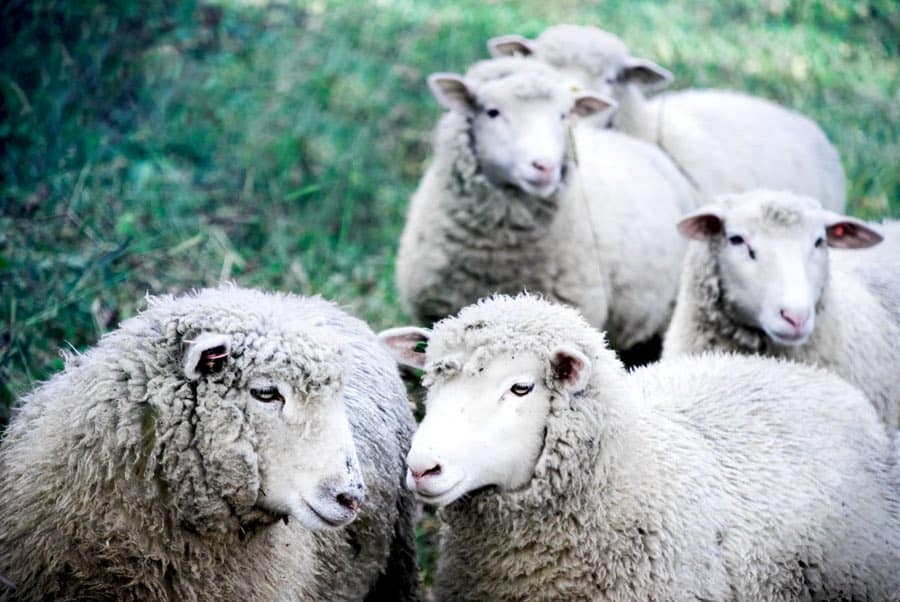 Five white sheep looking at the camera, in a green field.