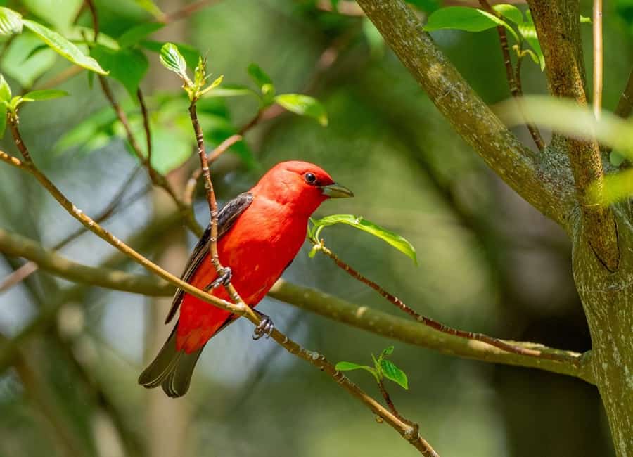brilliant red bird with black wings and tail (scarlet tanager) perched on a small twig in a tree in ontario.
